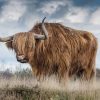 Highland Cow paint by numbers