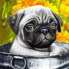 cute-pug-paint-by-number