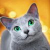 cute-Russian-Blue-cat-paint-by-numbers