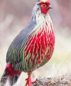 Blood Pheasant Paint by numbers