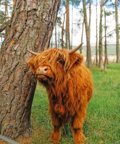 Cute-Brown-Highland-Cow-paint-by-number