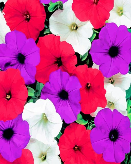 Petunia Flowering Plants Paint by numbers