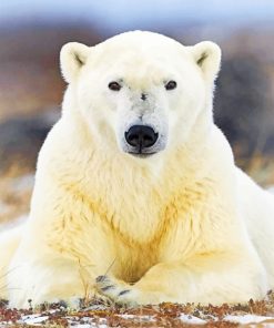 Polar Bear