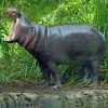 Pygmy Hippopotamus With Opened Mouth