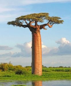 Baobab Tree Paint by numbers