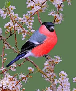 Bullfinch Bird Paint by numbers