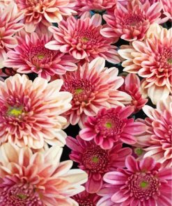 chrysanthemum-flowers-paint-by-numbers