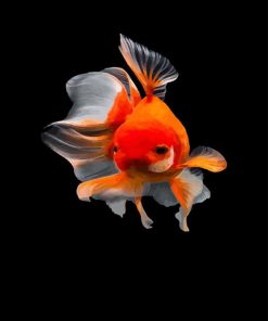 cute-golden-fish-adult-paint-by-numbers