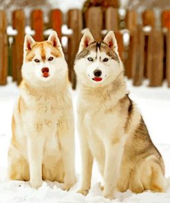 cute-huskies-paint-by-numbers