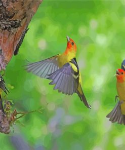 Flying Western Tanager Birds Paint by numbers