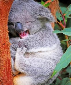 funny-koala-paint-by-numbers-510x639-1