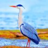 heron-bird-paint-by-number