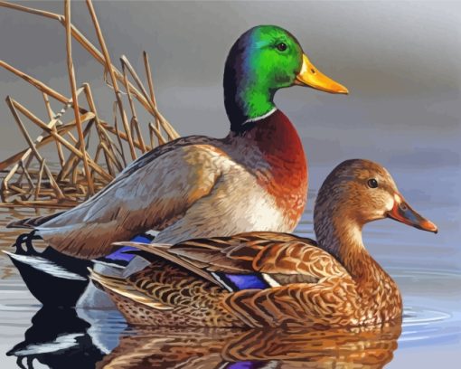 male-and-female-mallard-duck-paint-by-numbers