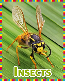 Insects